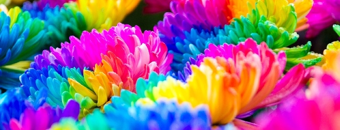 San Francisco Events - Macy's Flower Show - Union Square