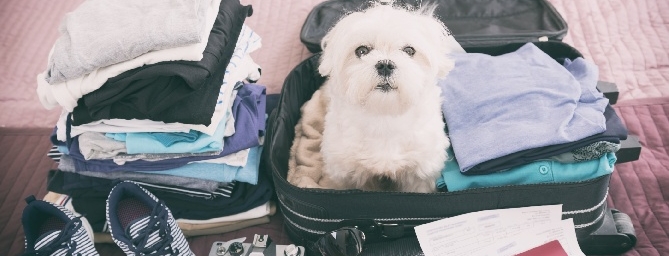 Pet Friendly Hotels in San Francisco - King George Hotel