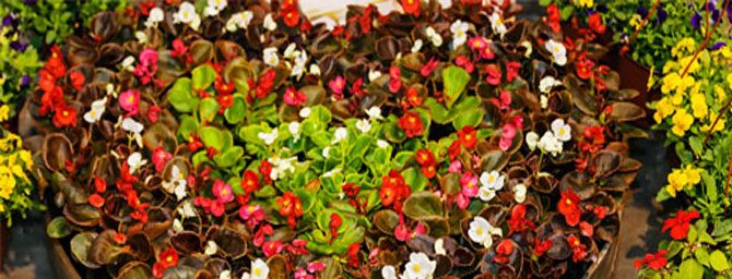 San Francisco Events - Macy's Spring Flower Show