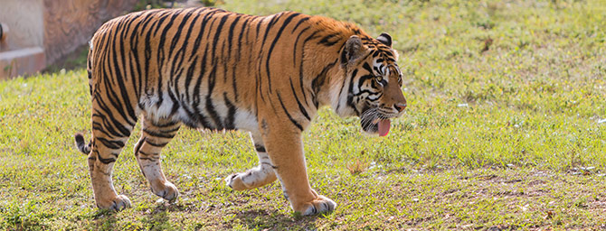 San Francisco Events - Zoo Lights - Holiday Celebration
