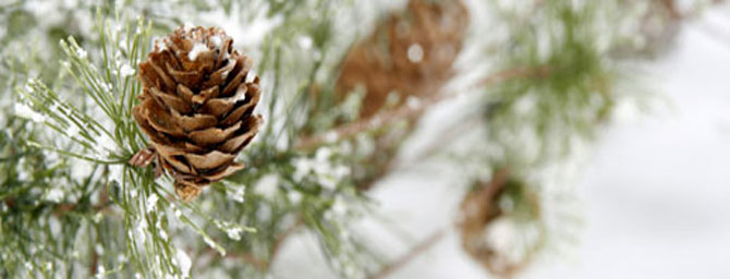 Union Square Holiday Tree Lighting: November 28, 2014